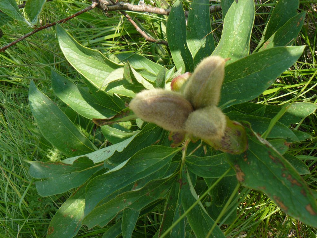 frutti di Paeonia officinalis